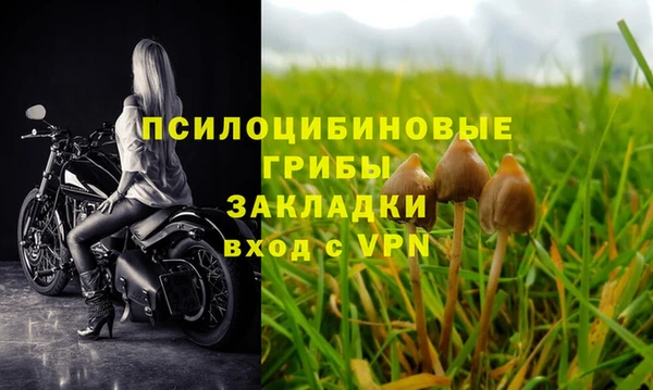 прущие грибы Абдулино